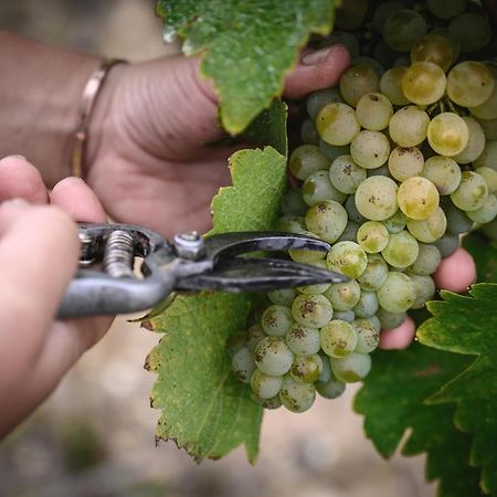 Vignoble Chateau Piegue - Winery Rochefort-sur-Loire Buitenkant foto
