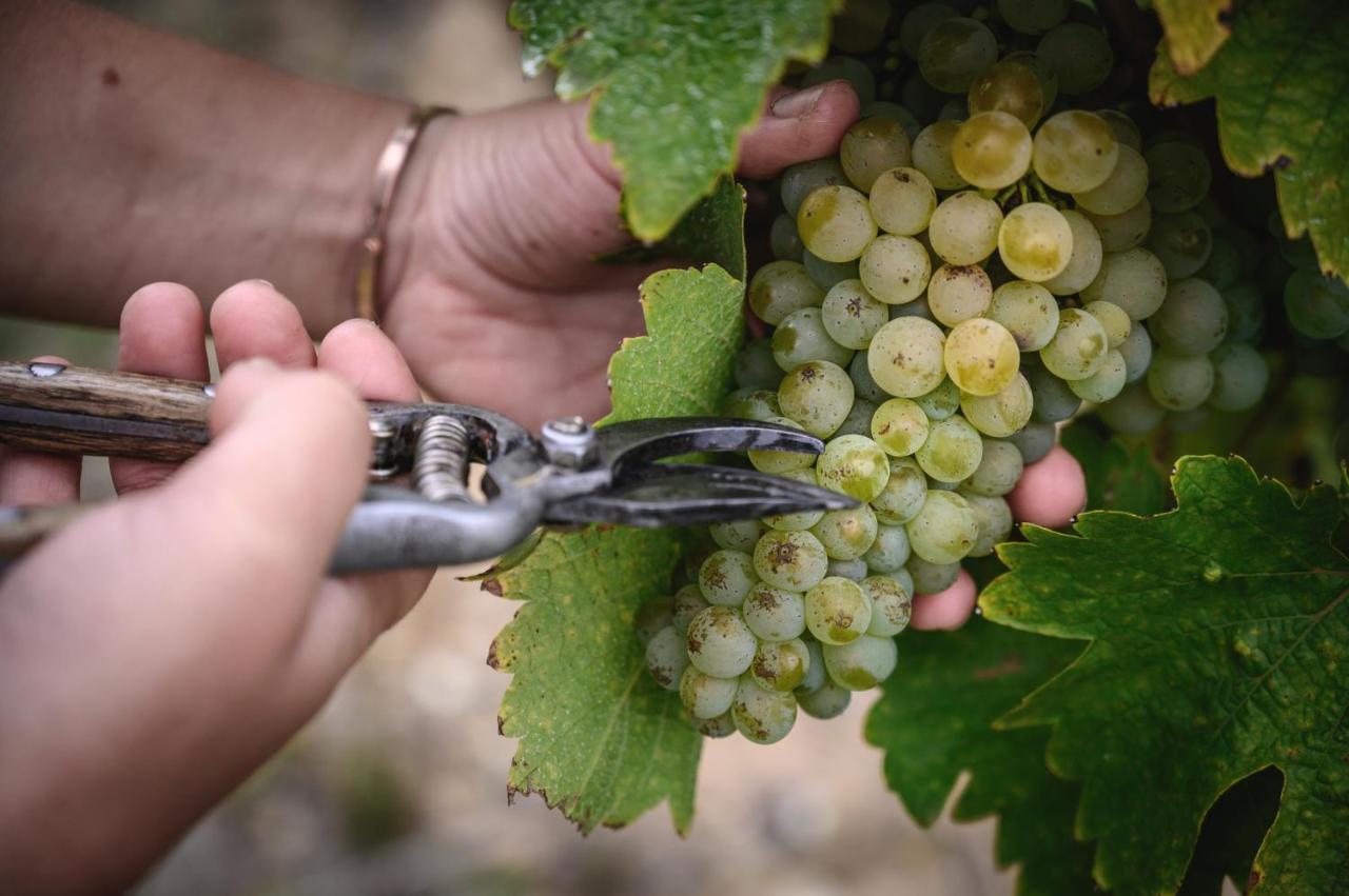 Vignoble Chateau Piegue - Winery Rochefort-sur-Loire Buitenkant foto