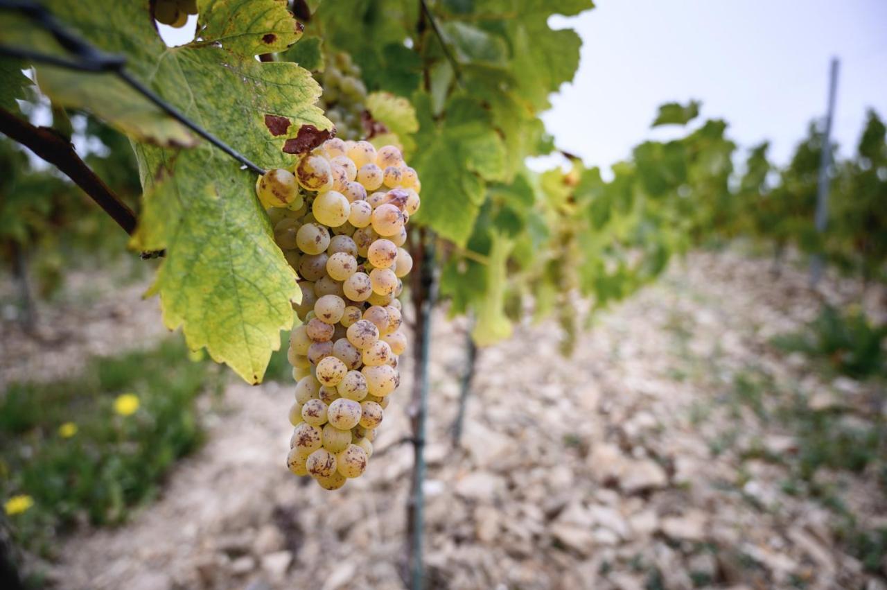 Vignoble Chateau Piegue - Winery Rochefort-sur-Loire Buitenkant foto