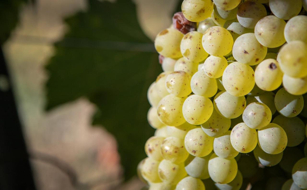 Vignoble Chateau Piegue - Winery Rochefort-sur-Loire Buitenkant foto