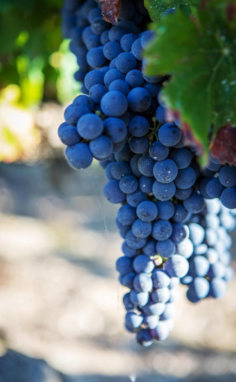 Vignoble Chateau Piegue - Winery Rochefort-sur-Loire Buitenkant foto